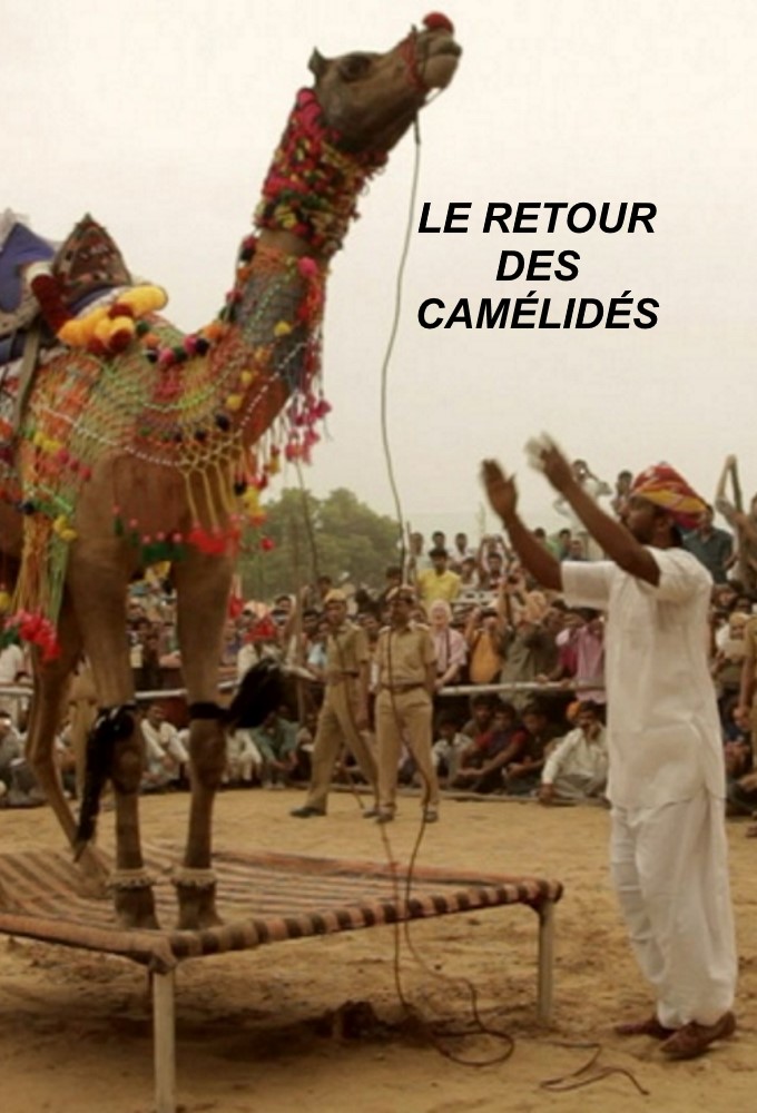 Le retour des camélidés