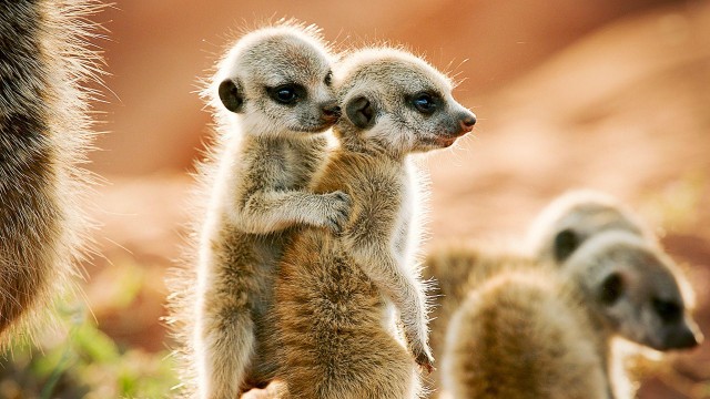 Wild Animal Babies - TheTVDB.com