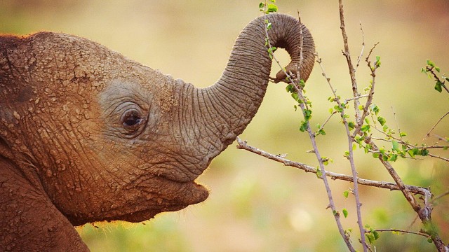 Wild Animal Babies - TheTVDB.com