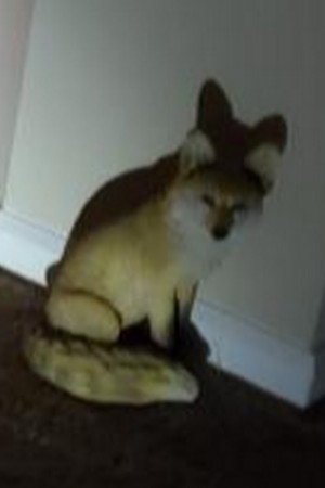FoxPawPaws
