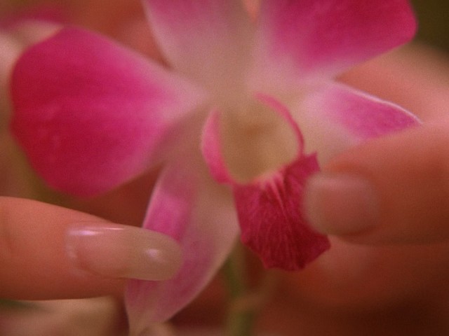 The Orchid's Curse still